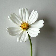 Obraz premium small white cosmos flower with delicate black petal details on a thin stem, botanical, texture, petals