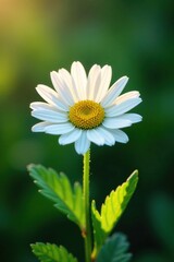 Obraz premium A single large white flower on a fresh chamomile stem, bloom, garden, stem