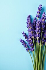 Obraz premium composition of dried lavender stems on a light blue background, bouquet, subtle texture