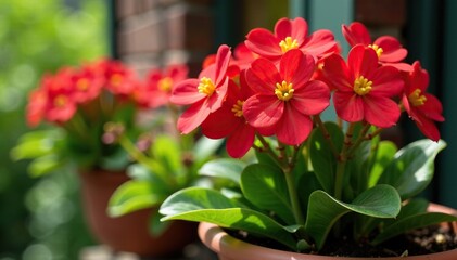 Obraz premium Red Kalanchoe blooms with green foliage in a hanging basket, red flowers, container gardening