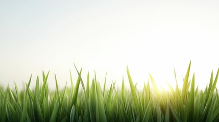 A field of green grass with the sun shining on it