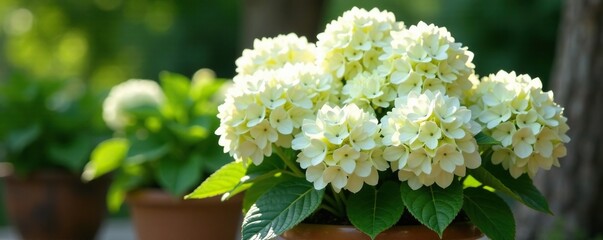 Large white mophead hydrangea flowers in a large planter, flowering plant, hydrangea, garden decoration