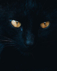 black cat eye