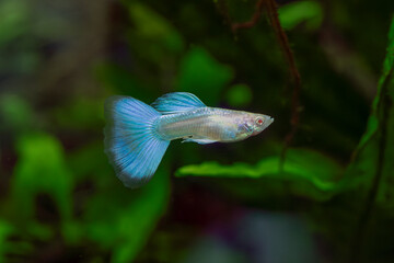 Albino Japan Blue Guppy - Poecilia reticulata