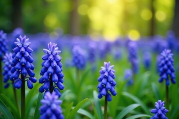 Obraz premium Field of muscari grape hyacinth in full bloom, colorful flowers, wildflowers