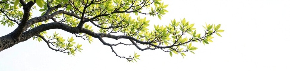 Fototapeta premium Long, slender tree branches on white background, Eurycoma species, natural landscape