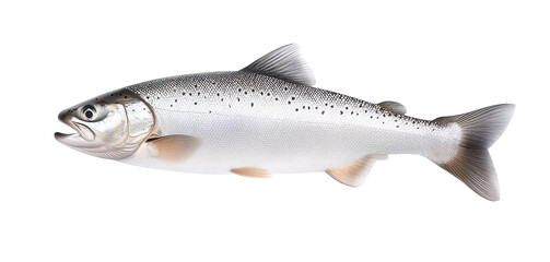 Obraz premium A fish with a white belly and a black tail on transparent background