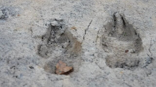 Close-up of wolf tracks on a sandy river bottom. Paw footprint of dog or wolf on sand close up. Muddy paw print close up
