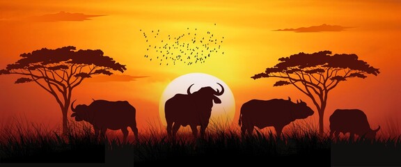 Fototapeta na wymiar African wildlife herds of buffalo on sunset