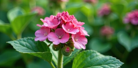 Obraz premium Fuzzy Pink Flweelhortensia Flower Buds on Green Leaves, buds, cut, flowers