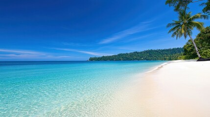 Fototapeta premium A beautiful beach with a clear blue ocean and palm trees