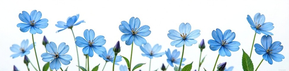 Fototapeta premium Delicate blue forget-me-not flowers isolated on a white background, floral isolation, delicate flowers