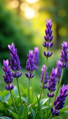 Fototapeta premium Purple lavender flowers in a garden with lush greenery and sunlight filtering through leaves, purple flowers, lavender