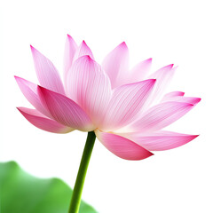Fototapeta premium A beautiful pink lotus flower blooming gracefully against a bright background.