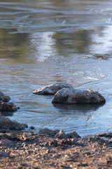 Obraz premium Icy shore waters of a lake on an early winter morning