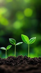 Naklejka premium A serene image showcasing young sprouts emerging from rich soil, symbolizing renewal and potential in nature.