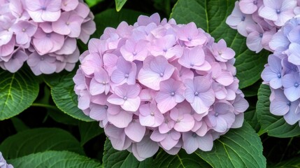 Obraz premium 紫陽花の花が満開の初夏の庭