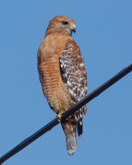 Red-shouldered Hawk perched on a power line in Los Osos, California.