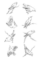 set of hand drawn birds