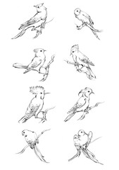 set of hand drawn birds