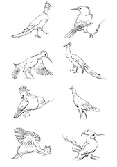 set of hand drawn birds