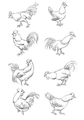 set of hand drawn birds