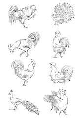 set of hand drawn birds