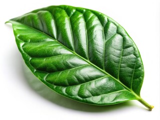 Obraz premium Lush organic Arabica coffee leaves, a vibrant close-up.