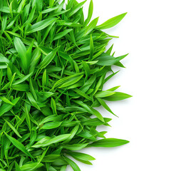 A vibrant green arrangement of fresh, healthy leaves on a white background.