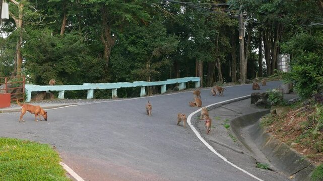 landscape view of local road on the Monkey Hill in Phuket town with group of mankeys on the floor relaxing in daytime, natural animals in tropical rain forest famous tourist attraction area in Phuket