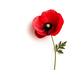Obraz premium A vibrant red poppy flower with a striking black center on a white background.