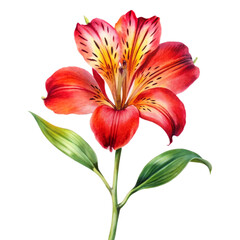 Fototapeta premium botanica watercolor illustration red alstroemeri isolated on transparent background 
