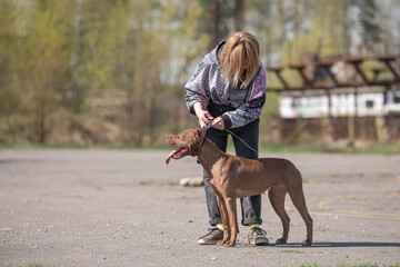 Young beautiful girl plays outdoors with purebred American Pit Bull Terrier.