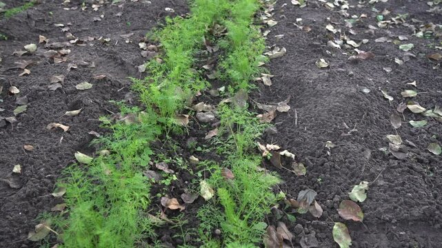 The concept of growing fresh herbs and vegetables. Dill bed close up. The concept of vitamins, growing healthy foods on earth. A fresh young corner grows in the garden.