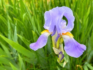 Iris pallida flower Dalmatian iris.