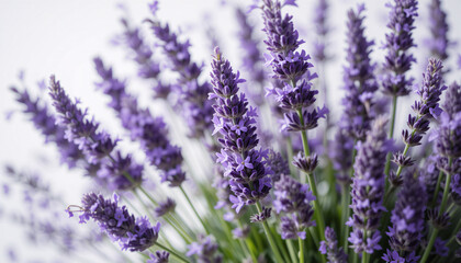 Obraz premium Spring English lavender bunch in macro view, detailed purple blooms against white background with gentle shadows.