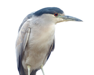 Black-crowned night heron with a white background.