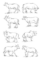 Hand drawn Cow Standing Sketch Illustration
