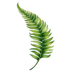 Vibrant fern leaf illustration. Concept of nature, tropical, and botanical.