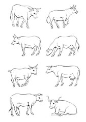 Hand drawn Cow Standing Sketch Illustration
