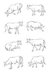 Hand drawn Cow Standing Sketch Illustration
