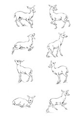 Vintage engrave isolated deer set illustration ink sketch. Wild doe stag background reindeer vector art
