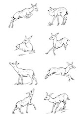 Vintage engrave isolated deer set illustration ink sketch. Wild doe stag background reindeer vector art
