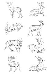 Vintage engrave isolated deer set illustration ink sketch. Wild doe stag background reindeer vector art
