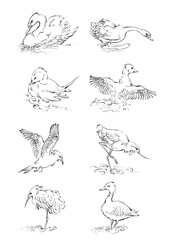 set of hand drawn birds