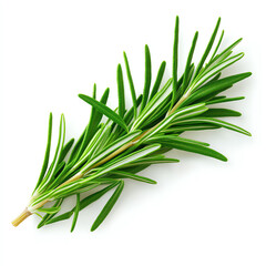 Fototapeta premium Fresh green rosemary sprig on a white background, ideal for culinary presentations.