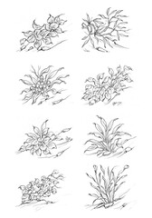 Black silhouettes of grass, flowers and herbs isolated on white background. Hand drawn sketch flowers and insects.