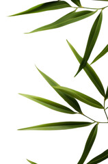 Fototapeta premium PNG Bamboo backgrounds plant leaf.