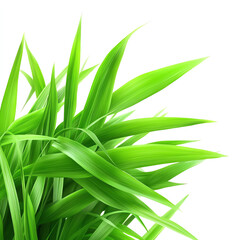 Obraz premium Vibrant green leaves showcasing nature's beauty and freshness.