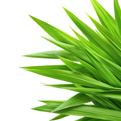 Vibrant green leaves with sharp edges, showcasing nature's beauty and freshness.